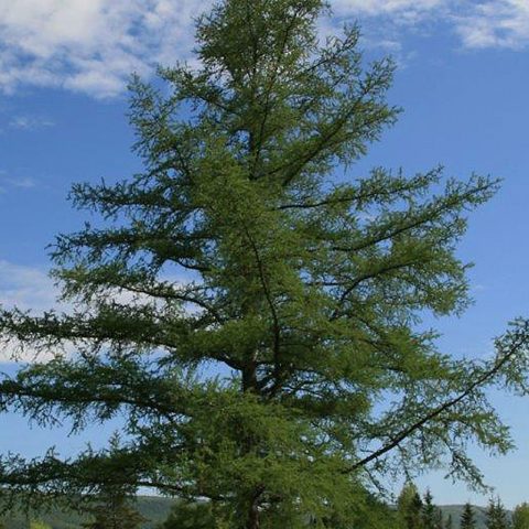An eastern Canadian larch tree growing on Cape Breton Island.