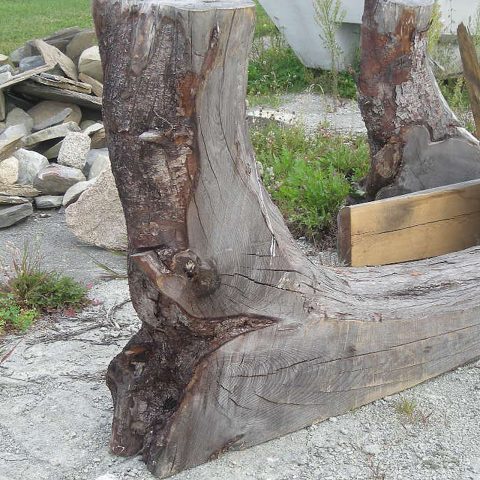 An example of a larch tree root and stump to be used for a ship's knee.